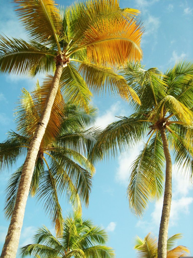 paysage saint françois guadeloupe